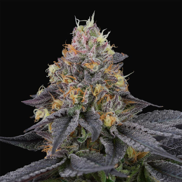Cannabissamen Savage Cherries feminisiert für Indoor und Outdoor
